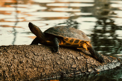 Close-up of turtle on wood in lake in park