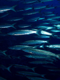 Close-up of fishes swimming in sea