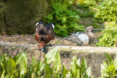 View of birds perching on plants