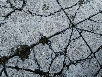 High angle view of insect on ground