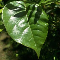 Close-up of leaves