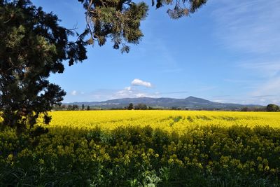 Scenic view of oilseed rape field against sky