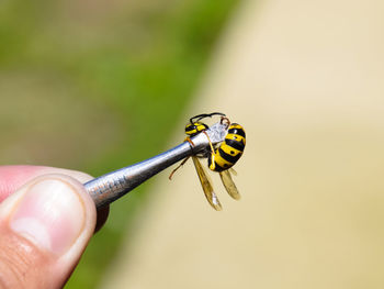 Close-up of a ladybug on hand