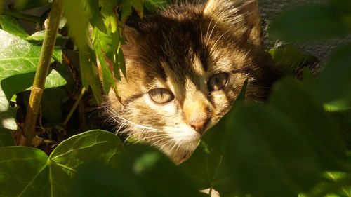 Close-up portrait of cat on plant