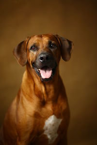 Close-up portrait of a dog