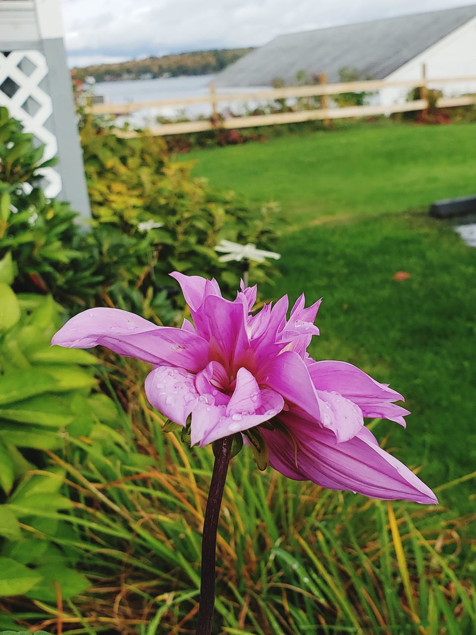 flowering plant, flower, plant, beauty in nature, vulnerability, freshness, fragility, close-up, petal, growth, inflorescence, focus on foreground, nature, day, flower head, purple, no people, pink color, leaf, field, outdoors, pollen, lotus water lily