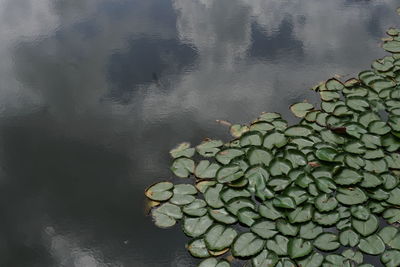 High angle view of leaf floating on water