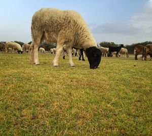 Cows grazing on field against sky