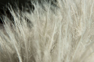 Close-up of stalks in the field