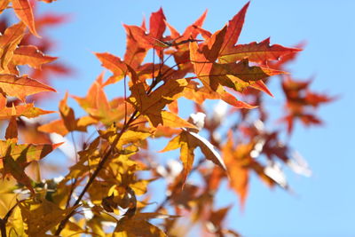 Low angle view of maple leaves against sky