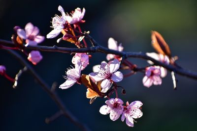 Blooming cherry tree in gdynia