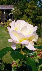 Close-up of flower blooming outdoors