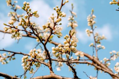 Low angle view of cherry blossoms against sky