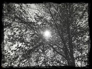 Low angle view of bare trees against sky