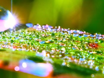 Close-up of raindrops on plant