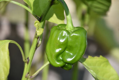 Green bell pepper plant in an organic vegetable garden.