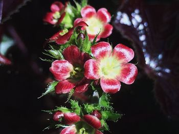 Close-up of pink flowers