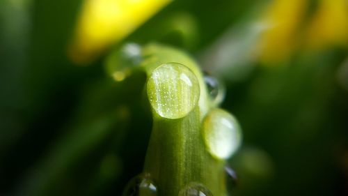Close-up of wet plant