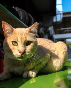 Close-up portrait of a cat