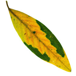 Close-up of multi colored leaf against white background