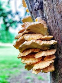 Close-up of mushroom growing on tree trunk