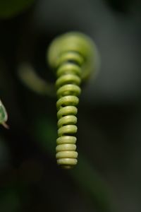 Close-up of fern