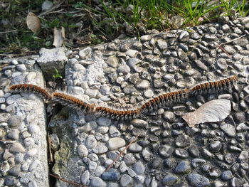 High angle view of caterpillar on rock