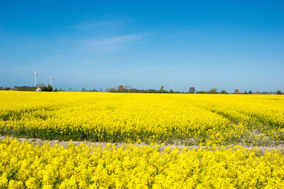 rapeseed