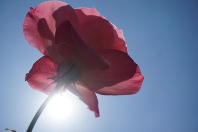 Low angle view of red flower against sky