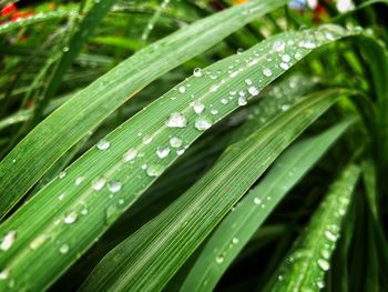 Close-up of raindrops on green leaves