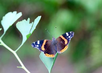 Close-up of butterfly