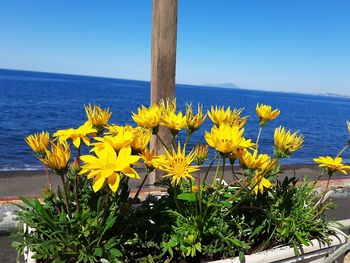 Yellow flowering plants by sea against clear sky