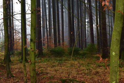 Trees in forest