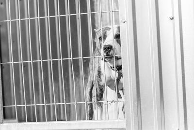 Portrait of dog in cage