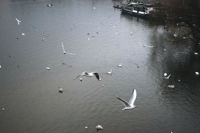 High angle view of swans swimming in water