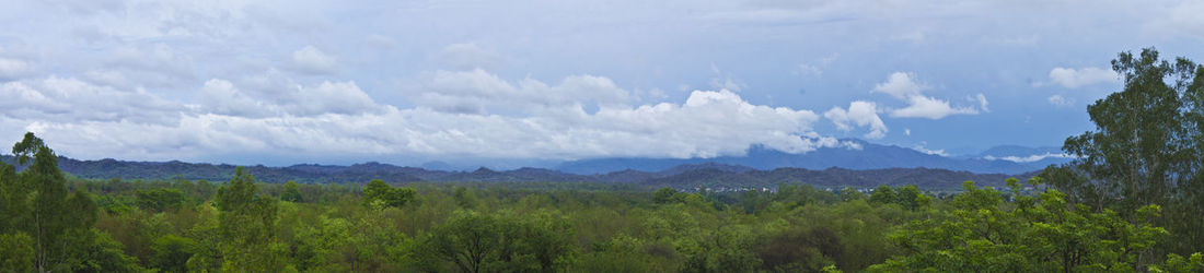 Panoramic shot of trees in the forest