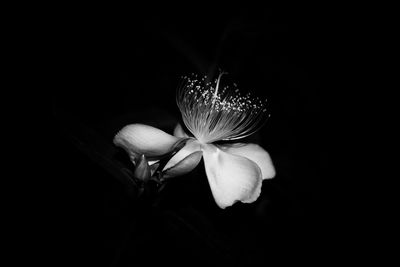 Close-up of flower over black background