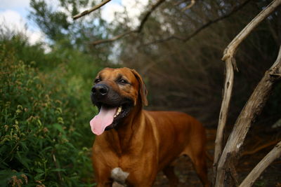 Close-up of a dog looking away on field