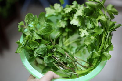 Close-up of hand holding leaves