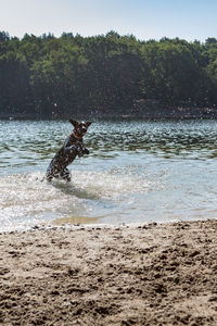 View of dog on beach