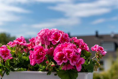 Close-up of pink flowering plants