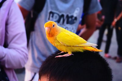 Close-up of yellow bird perching on hand