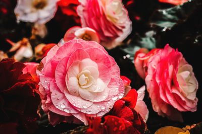 Close-up of rose roses