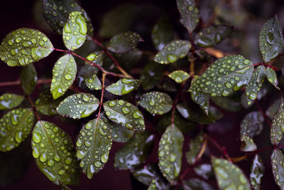 Close-up of raindrops on leaves