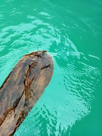 High angle view of turtle in sea