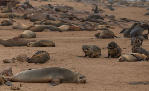 Flock of sheep on beach