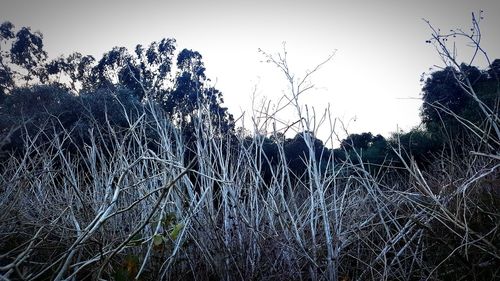 Low angle view of water drops on tree against sky