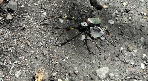 High angle view of insect on ground