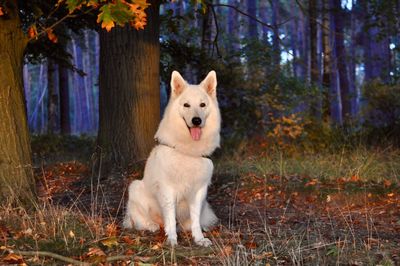 Dog sitting in a forest