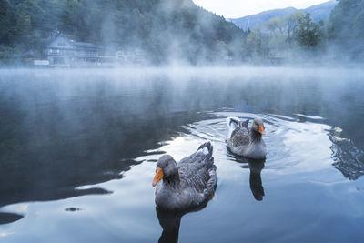 Ducks swimming in lake during foggy weather